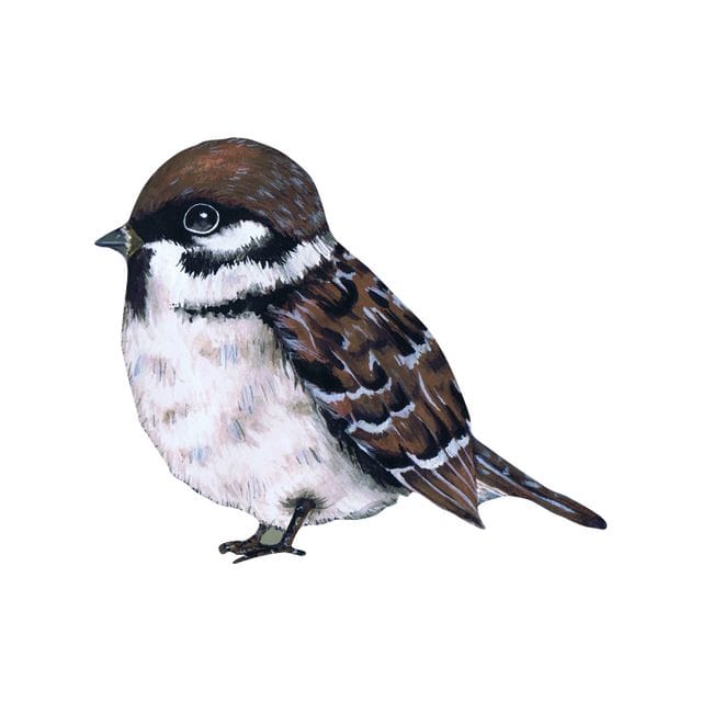 Väggklistermärke The Waiting Sparrow That's mine